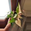plant/Fallopia Multiflora Variegated rooted cutting (B)-0-thumbnail