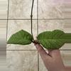 plant/Hoya meredithii newly rooted cutting for @TheBotanicalBazaar-0-thumbnail