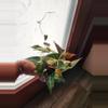 plant/Fallopia Multiflora Variegated rooted cutting (A)-0-thumbnail