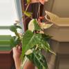 plant/Fallopia Multiflora Variegated rooted cutting (B)-1-thumbnail