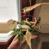 plant/Fallopia Multiflora Variegated rooted cutting (B)-2-thumbnail