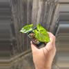 plant/Mango allusion syngonium-0-thumbnail