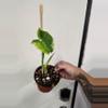 plant/Mickey mouse Alocasia-0-thumbnail