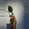 plant/Silvery Ann CLIPPING-0-thumbnail