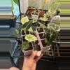 plant/Custom listing for NE_Houseplant_Galore-0-thumbnail