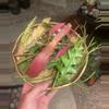 plant/20pc Rhipsalis Cutting Bag-0-thumbnail