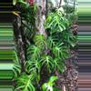 plant/Monstera Sierrana starter plant growers choice-0-thumbnail