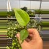 plant/Monstera Sierrana starter plant growers choice-2-thumbnail