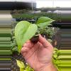 plant/Monstera Sierrana starter plant growers choice-1-thumbnail