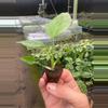 plant/Monstera Sierrana starter plant growers choice-3-thumbnail