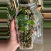 plant/Monstera tuberculata-0-thumbnail