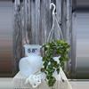 plant/10 packs 5.8” x 3.5” depth Clear hanging pots-0-thumbnail