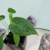 plant/Anthurium Angamarcanum 2.5"" starter pot, ships nationwide-5-thumbnail