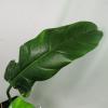 plant/Philodendron Barrosoanum Narrow Form 4"" pot, ships nationwide-4-thumbnail