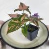 plant/Syngonium Pink Splash Variegated 2.5"" starter pot, ships nationwide-2-thumbnail