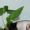 plant/Anthurium Angamarcanum 2.5"" starter pot, ships nationwide-7-thumbnail