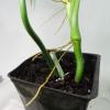 plant/Philodendron Barrosoanum Narrow Form 4"" pot, ships nationwide-8-thumbnail