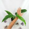 plant/Philodendron Barrosoanum Narrow Form 4"" pot, ships nationwide-2-thumbnail