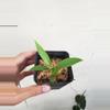 plant/Anthurium Bakeri 2.5"" starter pot, ships nationwide-1-thumbnail
