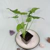 plant/Syngonium Regina Red 4"" pot, ships nationwide-7-thumbnail