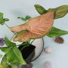 plant/Syngonium Regina Red 4"" pot, ships nationwide-3-thumbnail