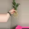 plant/Domino peace Lilly 🥰 you will receive the exact plant pictured!-2-thumbnail