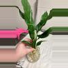 plant/Domino peace Lilly 🥰 you will receive the exact plant pictured!-0-thumbnail