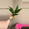 plant/Domino peace Lilly 🥰 you will receive the exact plant pictured!-1-thumbnail