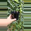 plant/4" Nursery Pot (5 count)-0-thumbnail