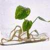 plant/Monstera Thai Constellation Tissue Culture Seller Choice-2-thumbnail