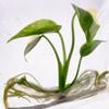 plant/Monstera Thai Constellation Tissue Culture Seller Choice-8-thumbnail