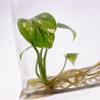 plant/Monstera Thai Constellation Tissue Culture Seller Choice-0-thumbnail