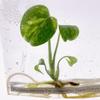 plant/Monstera Thai Constellation Tissue Culture Seller Choice-7-thumbnail