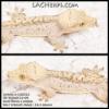 plant/LUCX23 - Super Light Hypo Phantom - Male -0-thumbnail