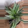plant/🕊️ Dracaena White Bird (Marginata Bicolor)-0-thumbnail