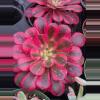 plant/Imported Medusa Aeonium -1-thumbnail