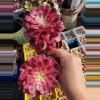 plant/Imported Medusa Aeonium -2-thumbnail