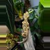 plant/102 Light Base Super Dal Ink Spot Male-0-thumbnail