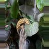 plant/102 Light Base Super Dal Ink Spot Male-1-thumbnail