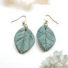 plant/Hoya Coriacea (Sage)-0-thumbnail