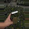 plant/Red Crystal Wu1 x BVEP 'Mushroom'-0-thumbnail
