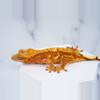 plant/Hand Picked Crested Gecko-0-thumbnail