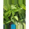 plant/Syngonium Batik-0-thumbnail