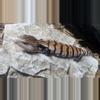 plant/Baby Blue Tongue Skink (Tiliqua scincoides)-0-thumbnail