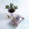 plant/Hobbit Jade Plugs (3) + White Ceramic Planter + Gritty Soil-0-thumbnail