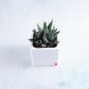 plant/Pot A - Haworthiopsis concolor in 2" Snappy Planter (comes fully planted)-0-thumbnail