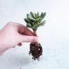 plant/1" Plug | Crassula ovata 'Hobbit' | Giveaway-0-thumbnail