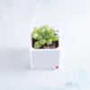 plant/Pot 5 - Haworthia cymbiformis in 2" Snappy Planter (comes fully planted)-0-thumbnail