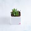 plant/Pot 8 - Haworthia turgida in 2" Snappy Planter (comes fully planted)-0-thumbnail