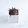 plant/Pot 3 - Aloe jucunda in 2" Snappy Planter (comes fully planted)-0-thumbnail
